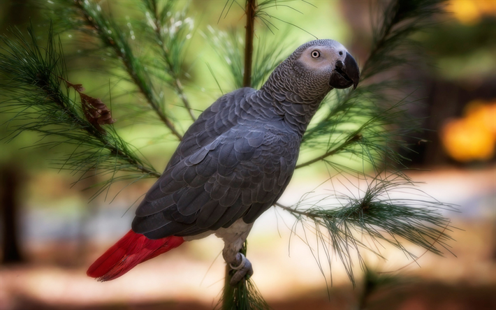 gray parrot, beautiful gray birds, parrots, Africa, African grey parrot