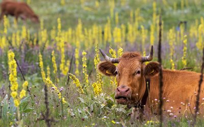 mucca marrone, campo, fiori di campo, mucche, Svizzera