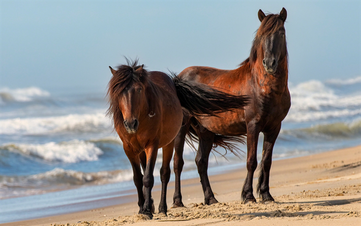brown los caballos, playa, costa, hermosos animales, caballos