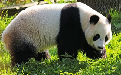 big panda, cute animals, bears, panda, green grass