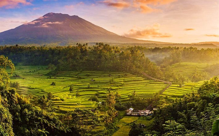 ダウンロード画像 バリ島 水田 夕日 夏 インドネシア 美しい自然 アジア フリー のピクチャを無料デスクトップの壁紙