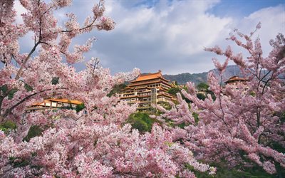 Japanese temple, sakura, cherry blossom, Japanese architecture, spring, garden, Japan