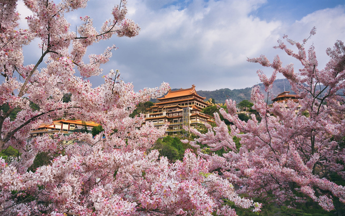 tempio giapponese, sakura, fiori di ciliegio, architettura giapponese, primavera, giardino, giappone