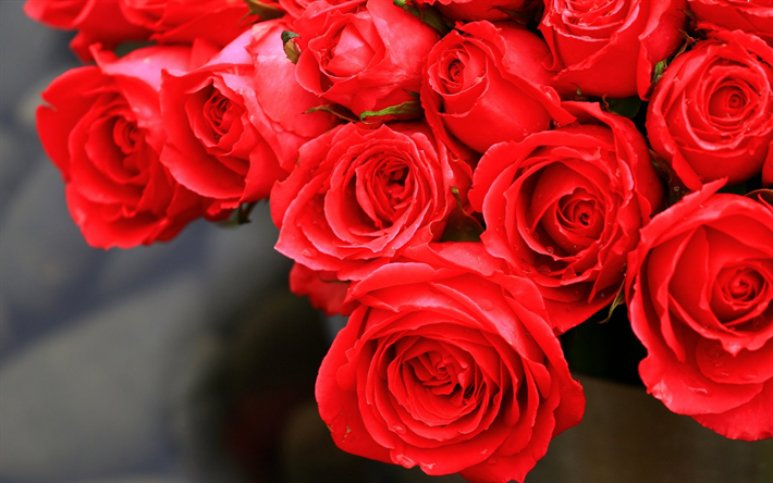 rosas vermelhas, gomos, fechar-uo, rosas, buqu&#234; de flores