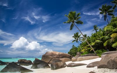 Spiaggia, Maldive, palme, sabbia, estate, mare