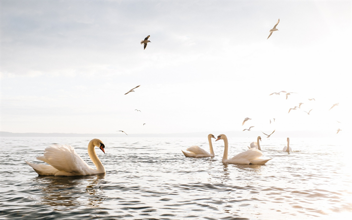 Sea, swans, gulls, white birds, beautiful birds, sunset
