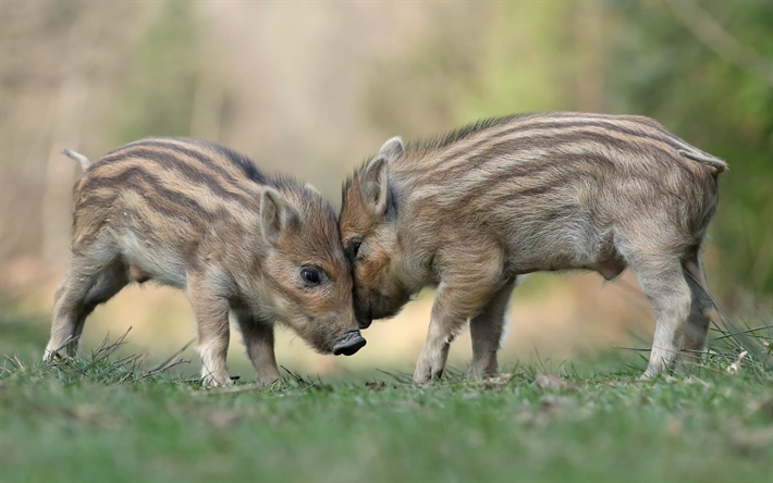 small wild boars, wildlife, funny animals, little pigs, forest, wild boars