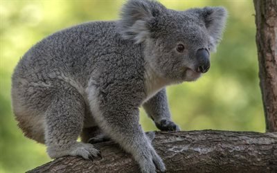 koala, s&#246;ta djur, Australien, vilda djur, liten koala