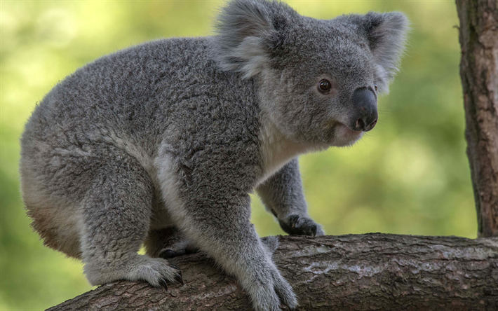 koala, söta djur, Australien, vilda djur, liten koala