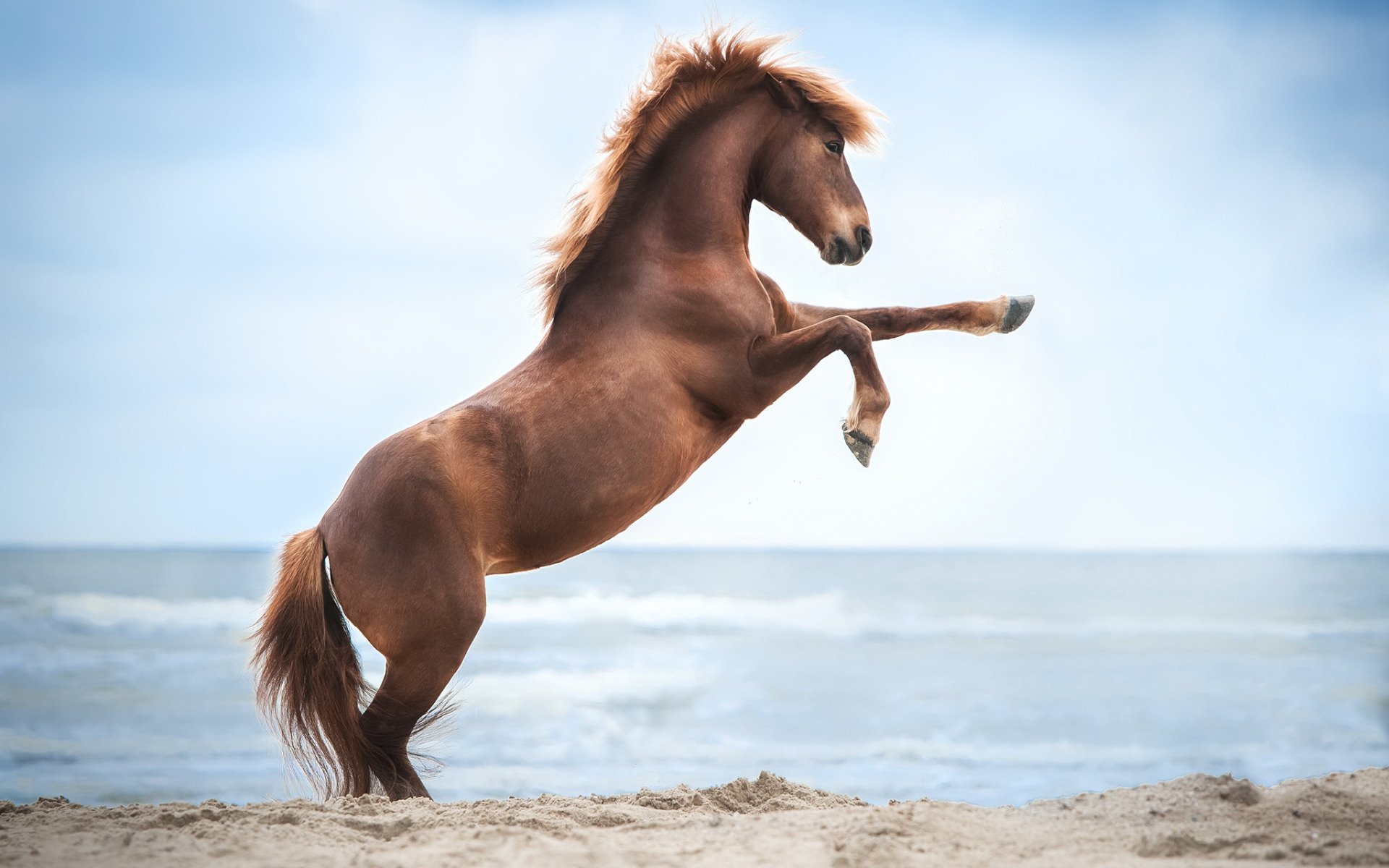 Lataa kuva ruskea hevonen, hiekka, ranta, kaunis hevonen, wildlife, hevonen  näytön resoluutio 1920x1200. Taustakuvat työpöydälle