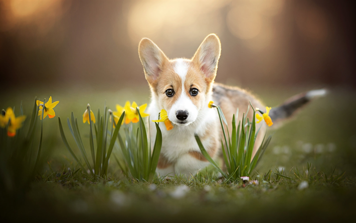 パピーコーギー, かわいい動物たち, ウェルシュコーギー, 犬, 少しのコーギー, 水仙, ペット, かわいい犬, ウェルシュコーギー犬, ペンブロークウェルシュコーギー