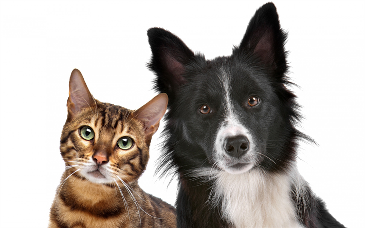 犬-猫, 友達, ボーダー collie, 猫, かわいい動物たち, 友情の概念