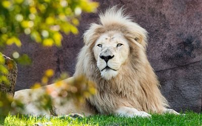 白ライオン, 希少動物, 敵, ライオン, 緑の芝生, 白ライオンズ