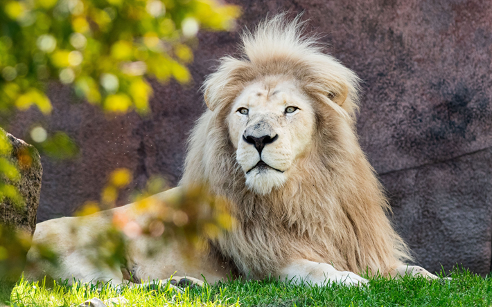 White lion, animales raros, animales depredadores, el le&#243;n, el verde c&#233;sped, los leones Blancos