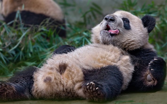 sdraiato panda, simpatici animali, zoo, parco, Ailuropoda melanoleuca, panda su pietra, animali divertenti, panda