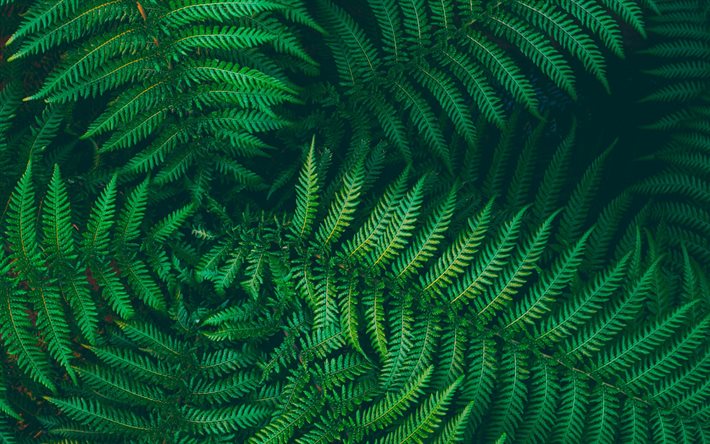 fern, green leaves background, fern texture, fern leaves, green natural background, leaves background