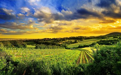 Austria, vineyards, farm, hills, summer, sunset