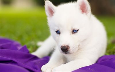 جرو, أجش, كلب صغير, رقيق أبيض أجش, الحيوانات الأليفة