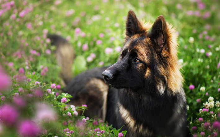 German Shepherd, purple flowers, bokeh, cute animals, lawn, dogs, German Shepherd Dog, pets