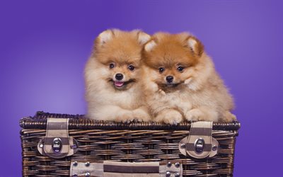 Pomeranian Spitz, small brown fluffy dogs, puppies, dogs in suitcases, pets, cute animals, dogs