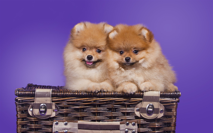 Pomerania Spitz piccolo marrone soffici cani, cuccioli, cani in valigie, animali domestici, animali, cani