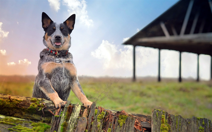 Blue Heeler, granja, Perro Australiano del Ganado, perros, Australia Bouvier Perro, mascotas, Australia Heeler, Queensland Heeler