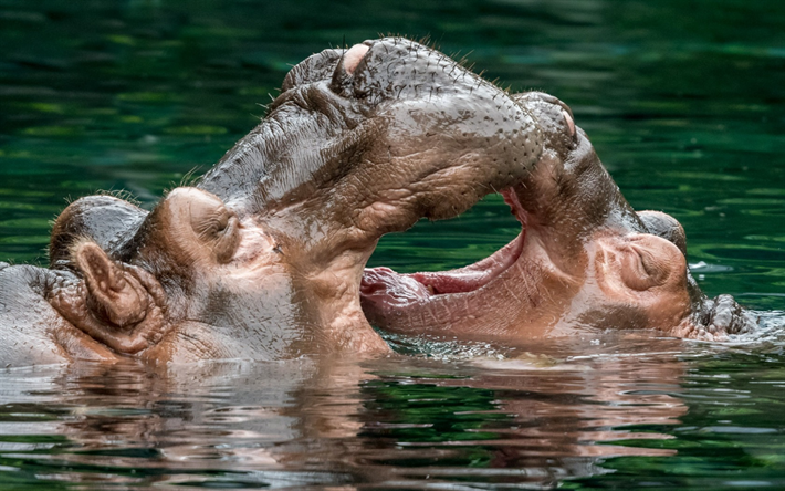 les hippopotames, de la faune, de l&#39;Afrique, rivi&#232;re, animaux sauvages