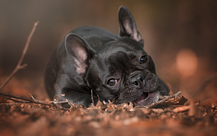 Bulldog francese, little black cucciolo, autunno, foglie gialle, simpatici animali, cani, animali domestici