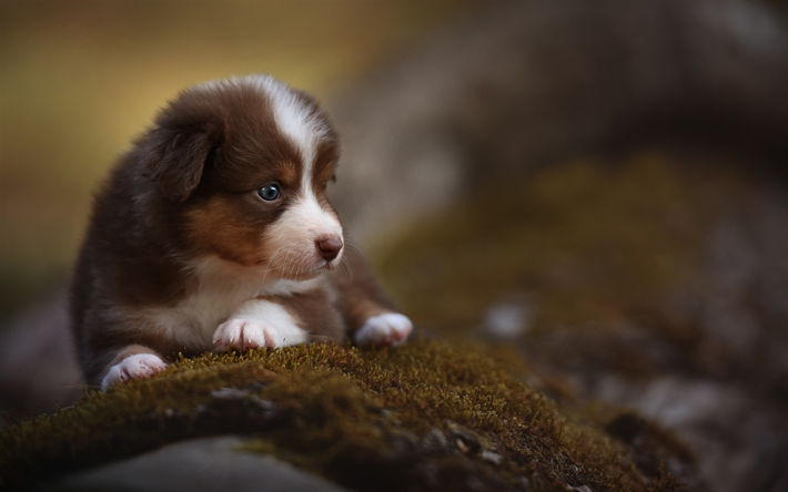 Download Wallpapers Border Collie Bokeh Cute Animals Pets Brown Border Collie Puppy Dogs Border Collie Dog For Desktop Free Pictures For Desktop Free