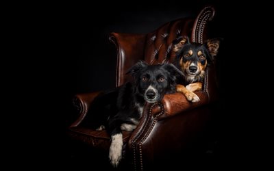Border Collie, black dogs, pets, dogs on the chair, cute animals, dogs