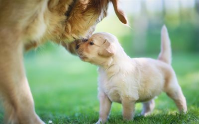 Labradors, close-up, mother and cub, labradors, puppy, dogs, pets, Golden Retriever, cute dogs, small labrador, Golden Retriever Dogs, family