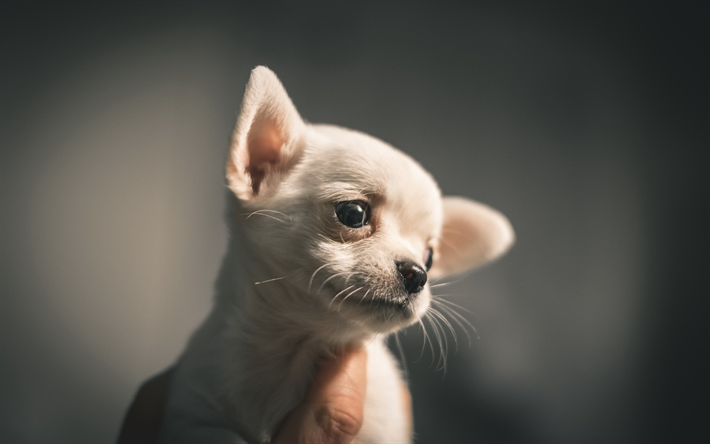 Chihuahua, close-up, cucciolo, bianco chihuahua, cani, animali, animali domestici, Cane Chihuahua