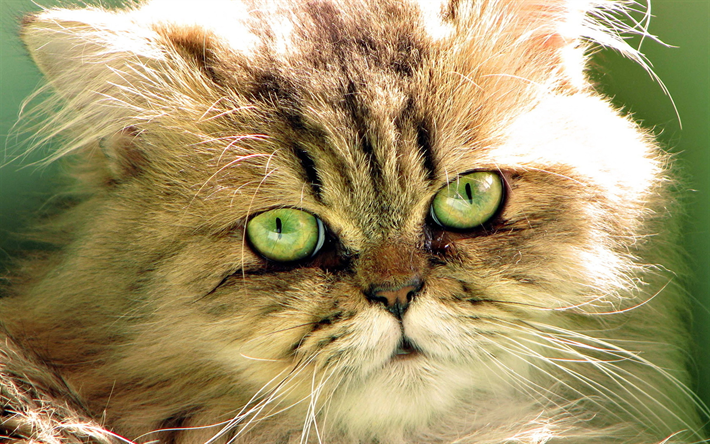 Chat persan, chaton, chat gris, yeux verts, moelleux chat, les chats, les chats domestiques, les animaux de compagnie, persan