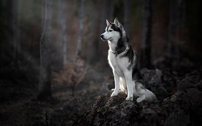 Siberian husky, forest, dogs, big gray dog, cute animals, morning, sunrise, husky