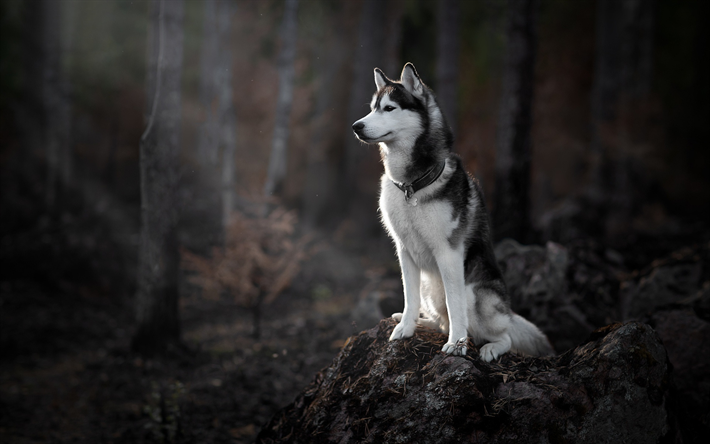 Siberian husky, skogen, hundar, stor gr&#229; hund, s&#246;ta djur, morgon, soluppg&#229;ng, husky