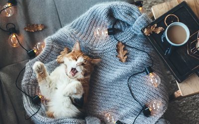 Ginger and white cat, cute cat, blue sweater, lanterns, maine coon, cats