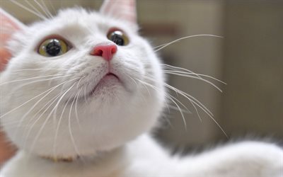 British Shorthair, close-up, domestic cat, white cat, pets, cats, cute animals, British Shorthair Cat