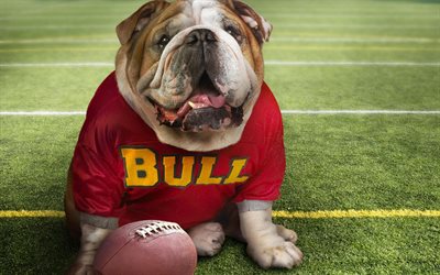English Bulldog, american football, funny dog, cute animals, pets, English Bulldog Dogs