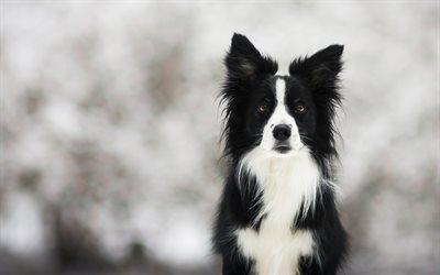Border Collie, black dog, winter, clever dog, cute animals, pets, dogs