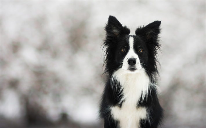 Border Collie, el perro negro, invierno, inteligente perro, simp&#225;ticos animales, mascotas, perros