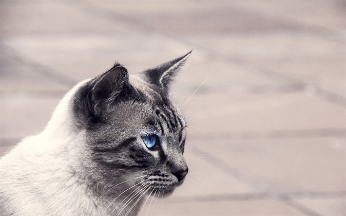 Balinese Kedi, mavi g&#246;zl&#252;, kabarık kedi, sevimli hayvanlar, yakın &#231;ekim, evcil hayvan, kedi, yerli kedi, Balili