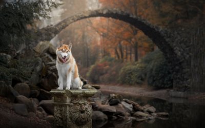 ginger husky, forest, autumn, big dog, pets, cute animals, dogs, Siberian Husky, ginger dog