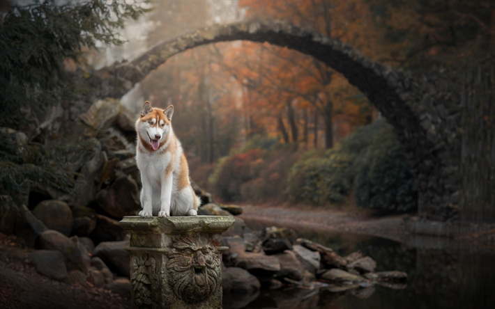 el jengibre husky, bosque, oto&#241;o, perro grande, mascotas, animales divertidos, perros Husky Siberiano, el jengibre perro