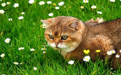 British short-haired cat, cute animals, a cat in the grass, green grass, ginger cat, wild flowers, cat with green eyes, pets
