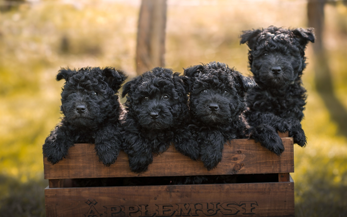 Affenpinscher, familia, animales lindos, los cachorros, el perro negro, el Mono Terrier, mascotas, perros, Perro Affenpinscher