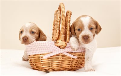 spaniels, cute little puppies, little dogs, puppies in the basket, pets, dogs