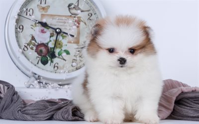 white fluffy spitz, puppy, pomeranian, little white dog, pets, dogs