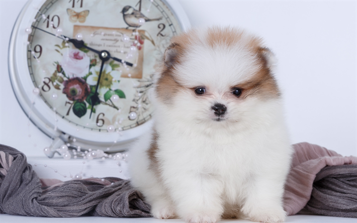 ダウンロード画像 白いふわふわスピッツ 子犬 ポメラニアン 小さな白い犬 ペット 犬 フリー のピクチャを無料デスクトップの壁紙