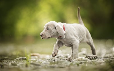 Weimaraner, puppy, forest, pets, river, gray dog, cute animals, dogs