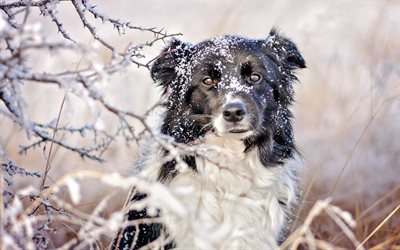 Border collie, kış, kar, beyaz, siyah k&#246;pek, sevimli hayvanlar, k&#246;pekler